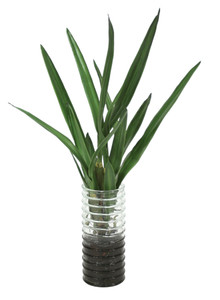 WATERLOOK ORCHID PLANTS WITHDIRT IN GREEN GLASS
