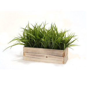 Grass in White Washed Box