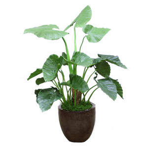 Alocasia Plant in Black Glazed Planter