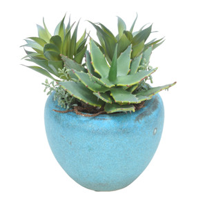 Succulent Garden in Turquoise Pot