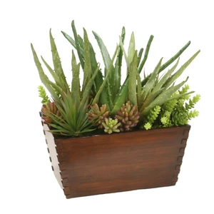 Mixed Succulents in Wood Box