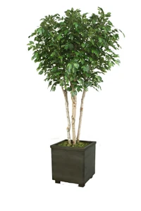 8' Ficus Tree in Black Square Wood Planter