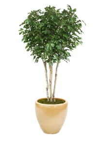8' Ficus Tree in Glazed Sand Stoneware Planter