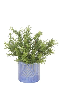 Rosemary in Blue Planter