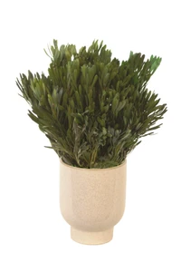 Preserved Greens in Beige Planter
