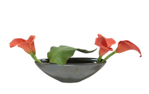 Dark Rust Calla Lily in Small Earthenware Vase