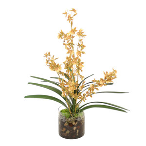 GOLD GREEN ONCIDIUM ORCHID W/FOLIAGE IN CLEAR CYLINDER VASE
