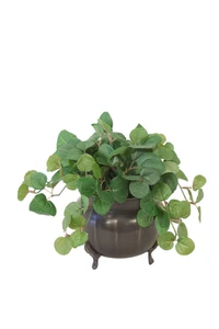 Pilea Greenery in Tri Footed Pot