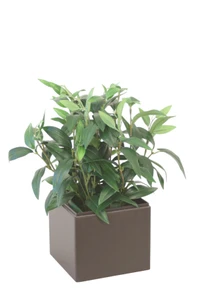 Ruscus Foliage in Dark Brown Planter Box