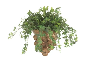Mini Ivy Mixed with Pittosporum in Wall  Sconce