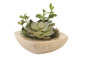 Succulent Garden in Tan Square Planter