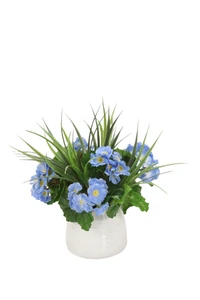 Blue Primrose Mix in White Container
