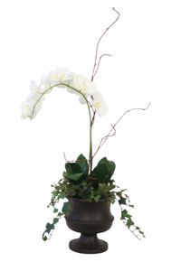 Cream White Phalaenopsis Orchids in Urn