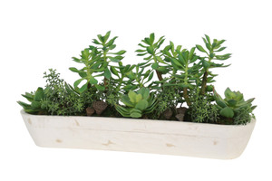 Mixed Succulent Garden in White Wooden Trough