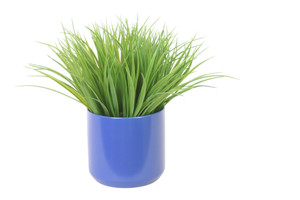 Vanilla Grass in Blue Container