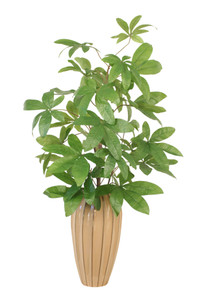 Money Tree In Earthenware Vase