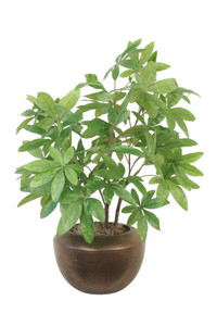Money Tree in Bronze Floor Planter