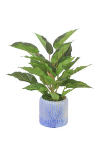 Rohdea Plant in Blue Planter