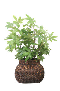 Money Tree in Oval Abaca Basket