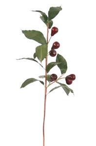 Olive Branch in Burgundy Red-Set of 6