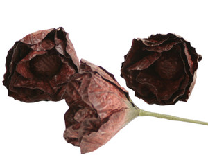 LG ROCK CABBAGE-BURGUNDY-Set of 12