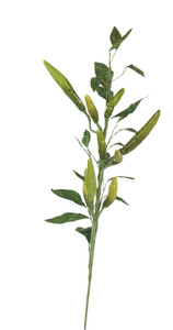 CHILI PEPPER BRANCH-GREN-Set of 12