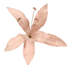 TIGER LILY PICK-Set of 12