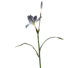 LILY W/BUD-Set of 12