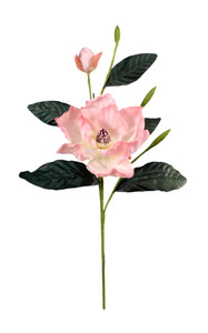 MAGNOLIA GRANDIFLORA-Set of 6
