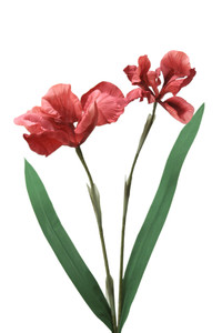DOUBLE IRIS X 2-Set of 4