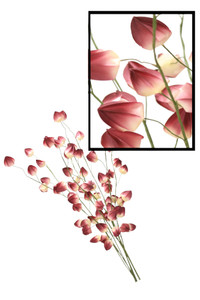 CHINESE LANTERN-Set of 12