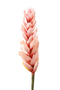GINGER TORCH-Set of 6