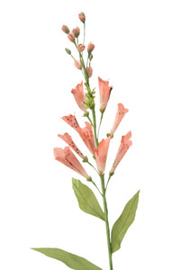 FOXGLOVE X 13-Set of 12