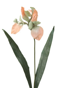 ORIENTAL HYDRID LILY W/B-Set of 12