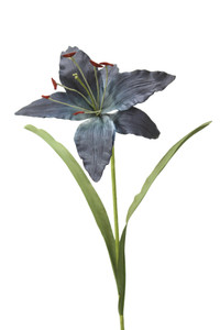 MADONNA LILY X 1-Set of 12