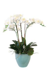 Phalaenopsis Orchids in Blue Bowl