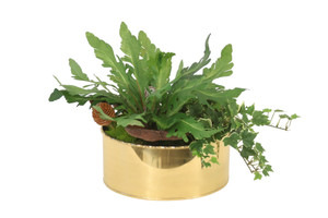 Ivy in Brass Container