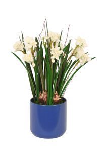 Paperwhites with Grass in Blue Planter