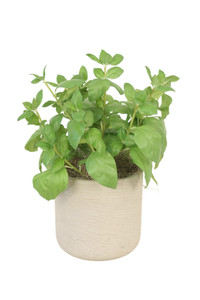 Basil in Grey Planter