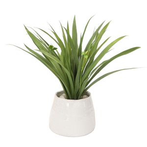 Grass in White Planter