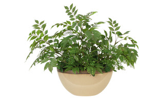 Maiden Hair Fern in Oval Beige with Bronze Rim Ceramic Planter