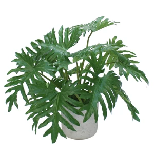 Philodendron Selloum Leaves In Grey Wash Pot