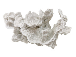 White Coral Accent (Set of 2)