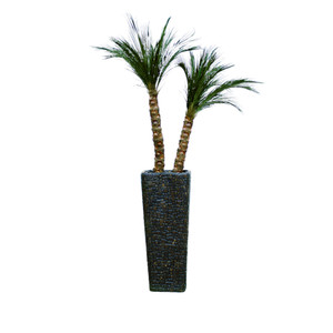 Robellini Palm x2 in Tall Natural Coconut Mosaic on Fiberglass Container
