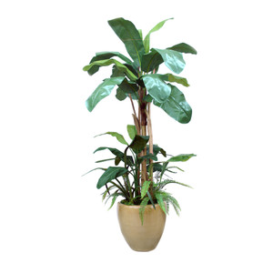 Banana Tree with Ground Cover in Sand Glazed Planter