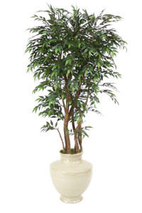 6'Ruscus Tree in Shellish Sand Earthenware  Planter