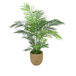 Areca Palm in Grass Basket