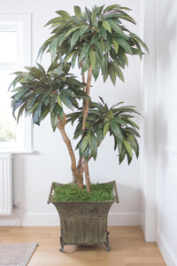 5ft. Layered Mango Tree