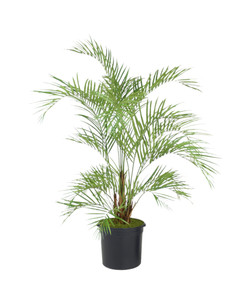 6.5' Areca Palm Tree in Liner
