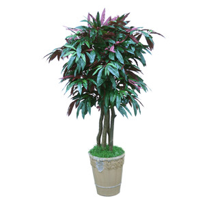 Red Capensia Tree in Terra Cotta Colored Stoneware Planter